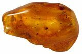Detailed Fossil Fly (Diptera) In Baltic Amber #87231-2